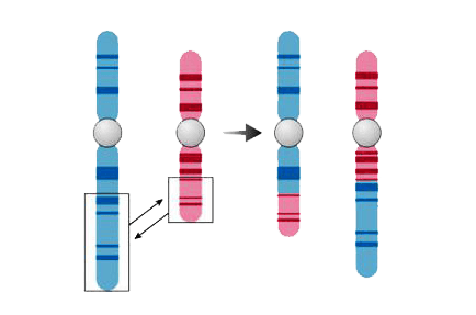 AccuFusion™ RNA Gene