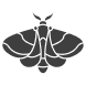 Moth