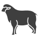 Sheep